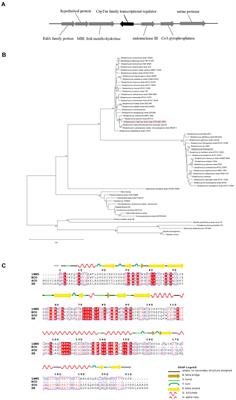 Comparative Transcriptome Analysis Demonstrates the Positive Effect of the Cyclic AMP Receptor Protein Crp on Daptomycin Biosynthesis in Streptomyces roseosporus